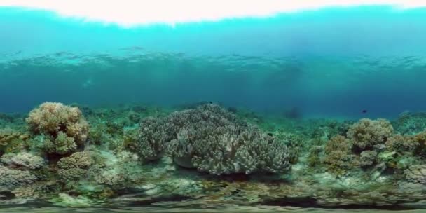 Marinhas Subaquáticas Coloridas Tropicais Peixes Tropicais Recifes Coral Subaquáticos Paisagem — Vídeo de Stock