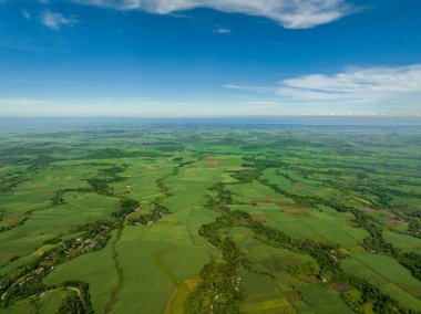 Tropik bölgelerdeki şeker kamışı tarlaları. Zenciler, Filipinler