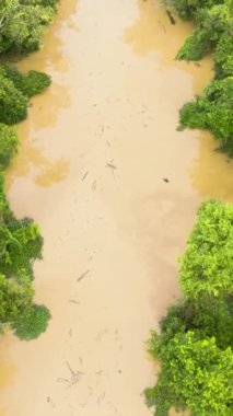 Yeşil ormanların arasındaki yağmur ormanlarındaki nehrin en üst görüntüsü. Borneo, Malezya. Dikey video.
