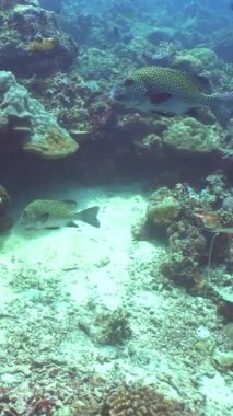 Tropikal mercan resifleri. Balıklarla, sert ve yumuşak mercanlarla. Sipadan, Malezya. Dikey video.