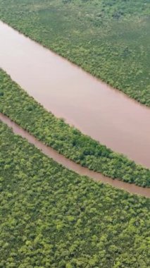 Tropik bölgelerdeki mangrov ve yağmur ormanlarının havadan görünüşü. Menumbok orman rezervi. Borneo, Sabah, Malezya. Dikey video.