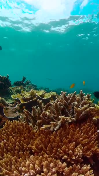 Trópusi Halak Korallzátonyok Búvárkodáskor Vízalatti Világ Korallokkal Trópusi Halakkal — Stock videók