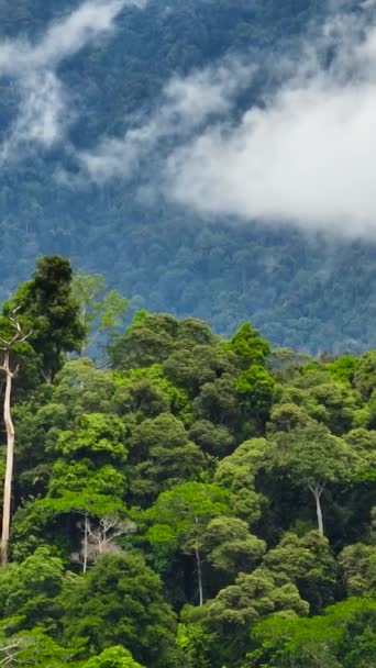 Тропический Горный Хребет Горные Склоны Тропическими Лесами Борнео Сабах Малайзия — стоковое видео