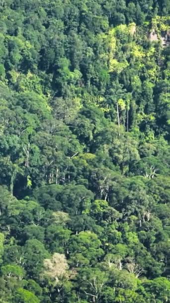 Flygfoto Över Djungel Och Regnskog Malaysia Det Borneo Vertikal Video — Stockvideo