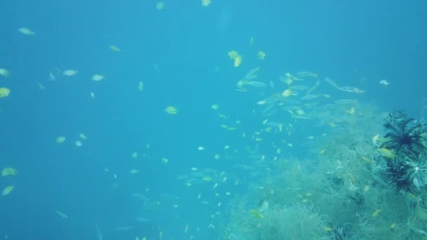 열대어 물고기와 산호초 물고기의 발소리 필리핀 레이테 — 비디오