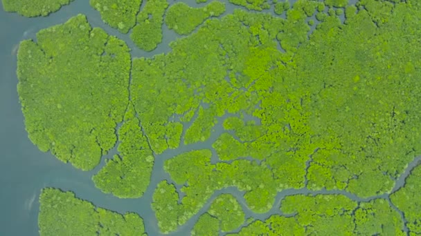 Вид Сверху Реку Мангровом Зеленом Лесу Мангровые Джунгли Деревья Река — стоковое видео