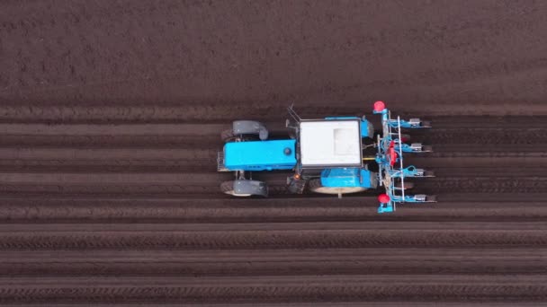 穀物や他の作物を播種するプロセスの空中ドローン 畑での播種作業 — ストック動画