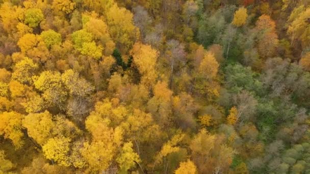 Короны Деревьев Жёлтой Листвой Осенью Лиственный Лес Полет Над Осенним — стоковое видео