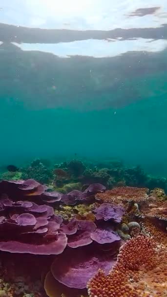 Blauwe Zee Water Tropische Vissen Tropische Onderzeese Vissen — Stockvideo