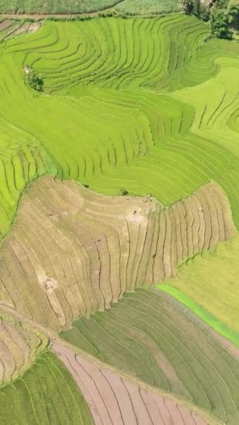 Αεροφωτογραφία Της Κοιλάδας Αγροκτήματα Και Χωράφια Αγροτών Negros Φιλιππίνες — Αρχείο Βίντεο