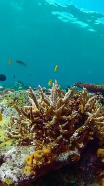 Tropikal balıklar ve mercan resifleri suyun altında. Sert ve yumuşak mercanlar, sualtı manzarası.