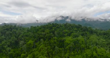 Borneo 'daki orman ve dağların havadan görünüşü. Tropikal bitki örtüsü olan dağ yamaçları. Malezya.