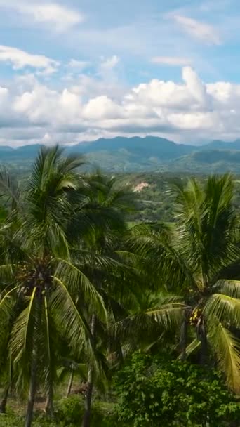 Vue Aérienne Paysage Tropical Avec Des Montagnes Travers Les Palmiers — Video