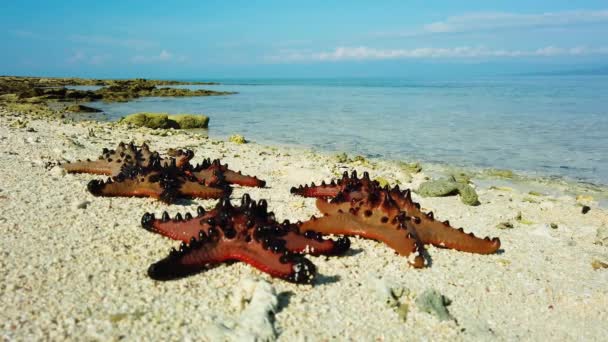 砂の上に海の星が付いている熱帯ビーチ 海の星がビーチに 夏休みと旅行のコンセプト — ストック動画