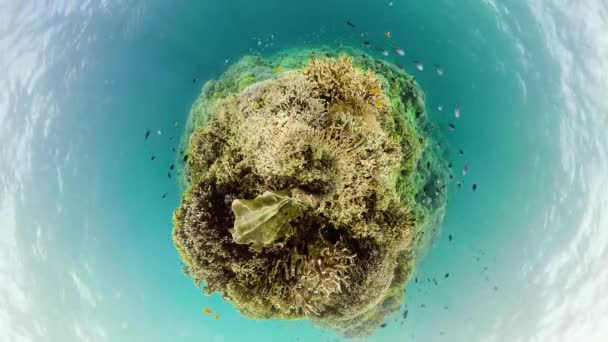 Undervattensvärlden Korallrev Med Fiskar Vid Dykning Liten Utsikt Över Planeten — Stockvideo