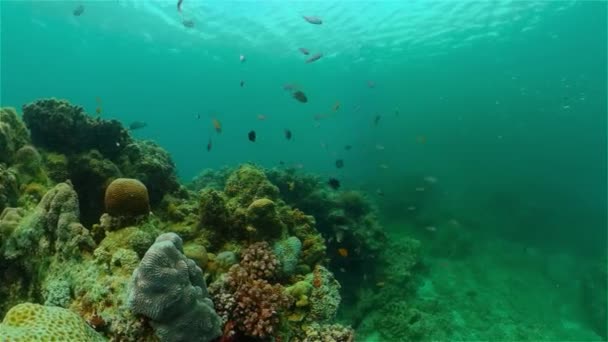Підземний Кораловий Риф Підводна Морська Риба Морський Риф Кольоровий Підводний — стокове відео