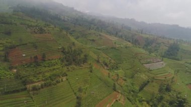 Dağlardaki tarım arazileri sis ve bulutlar, ekinli tarlalar, ağaçlar. Endonezya 'nın Java Dağı' ndaki hava manzaralı tarım arazileri. tropikal manzara