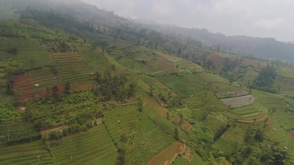山霧と雲の農地作物や木の畑 インドネシアのジャワ山の中腹にある空撮農地 熱帯の風景 — ストック動画