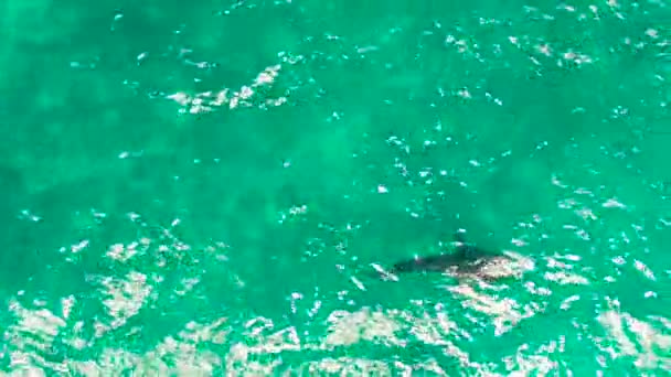 Bálna Cápa Kék Vízben Nyílt Tengeren Felülről Bálna Cápa Vadonban — Stock videók