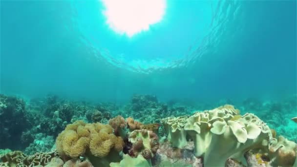 Recifes Coral Peixes Tropicais Mundo Subaquático Das Filipinas Filipinas — Vídeo de Stock