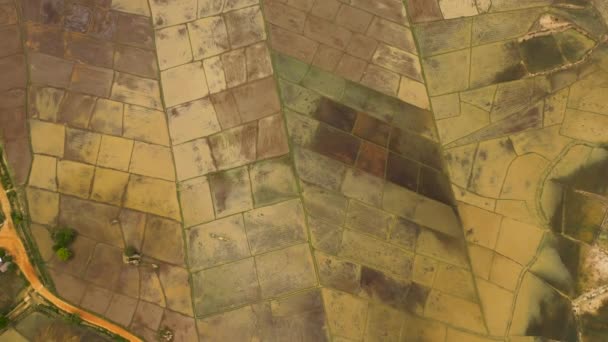 Luchtfoto Drone Van Het Platteland Met Rijstvelden Landbouwgrond Sri Lanka — Stockvideo