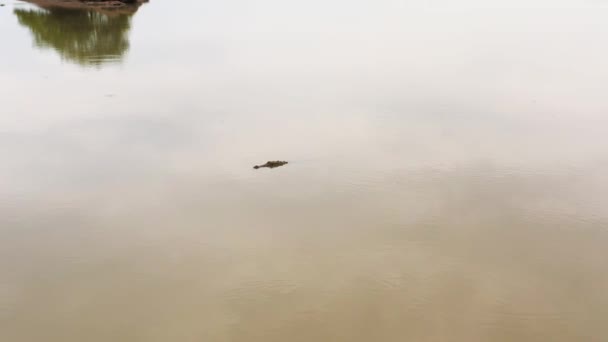 Widok Lotu Ptaka Krokodyla Jeziorze Aligatory Ich Naturalnym Środowisku Sri — Wideo stockowe