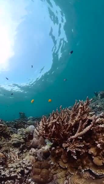 Tropical Fishes Coral Reef Underwater Footage Seascape Water — Stockvideo