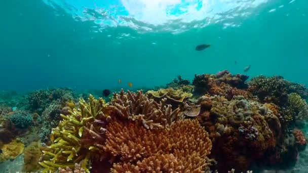 Peixe Marinho Subaquático Peixes Tropicais Recifes Coral Subaquáticos — Vídeo de Stock