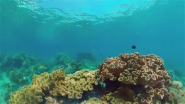 Resif Mercan Sahnesi. Tropik sualtı balığı. Sert ve yumuşak mercanlar, sualtı manzarası. Filipinler.