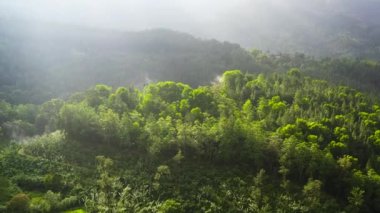 Dağ yamaçlarının tepesi yağmur ormanları ve ormanlarla kaplı. Sri Lanka. Dağlık bölgedeki vadi manzarası.