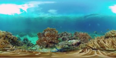 Tropikal balıklar ve mercan resifleri suyun altında. Sert ve yumuşak mercanlar, sualtı manzarası. Filipinler. Sanal Gerçeklik 360.