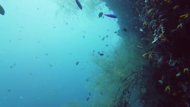 Koraaltuin Zeegezicht Onderwaterwereld Kleurrijke Tropische Koraalriffen Levenskoraalrif Leyte Filipijnen — Stockvideo