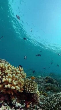 Tropical colourful underwater seascape. Tropical fishes and coral reef underwater. Underwater landscape.