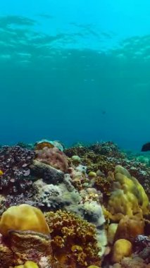 Tropikal balıklar ve mercan resifleri suyun altında. Sert ve yumuşak mercanlar, sualtı manzarası. Seyahat tatili kavramı.