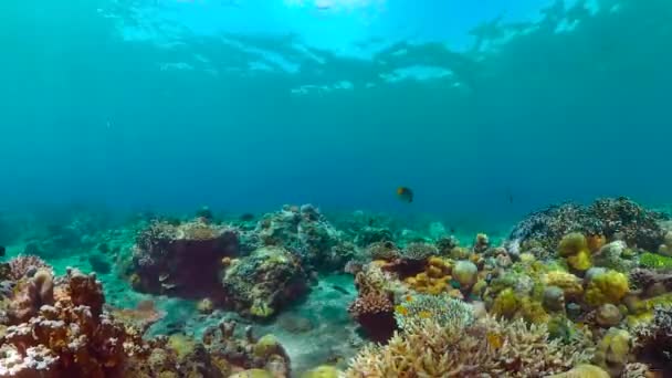Тропический Коралловый Риф Рыбами Твердыми Мягкими Кораллами Подводное Видео — стоковое видео