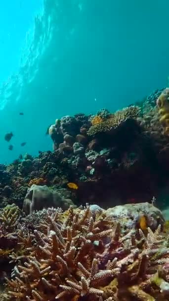 Τροπική Θάλασσα Και Κοραλλιογενή Ύφαλο Υποβρύχια Ψάρια Και Coral Garden — Αρχείο Βίντεο