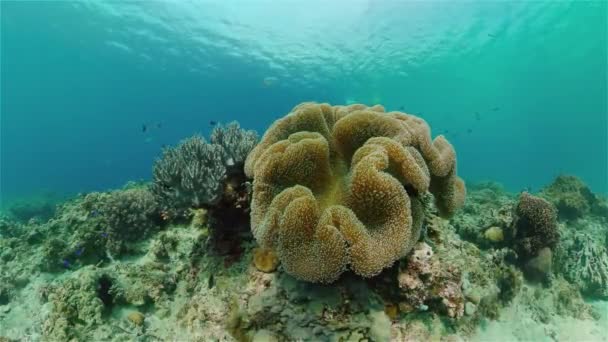 Tropiska Fiskar Och Korallrev Vid Dykning Vacker Undervattensvärld Med Koraller — Stockvideo