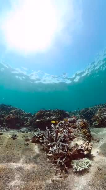 Paysage Marin Récifs Coralliens Tropicaux Avec Poissons Coraux Durs Mous — Video
