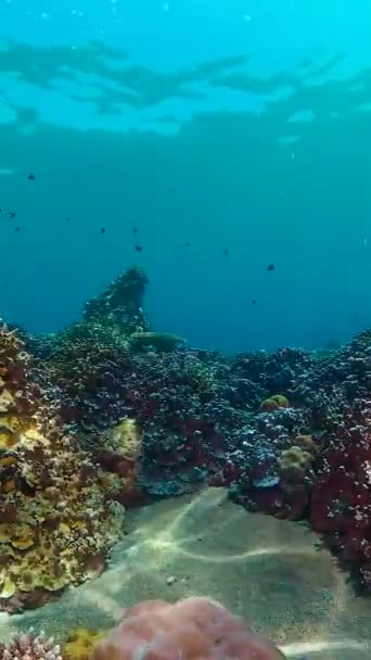 Underwater Fish Reef Marine Tropical Colourful Underwater Seascape — Video
