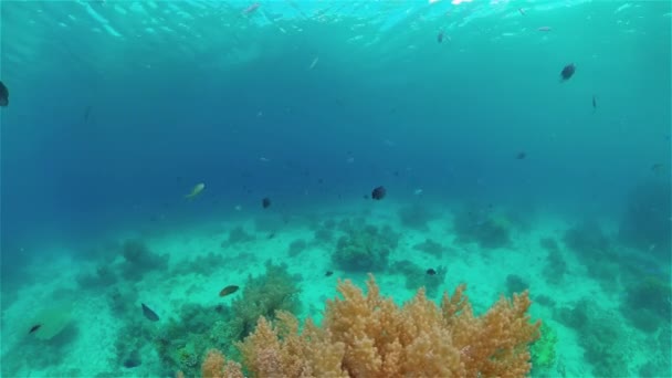 Recifes Cena Vida Marinha Mundo Mar Subaquático Recife Peixe Marinho — Vídeo de Stock