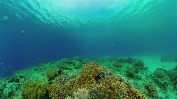 Sealife Plongée Près Récif Corallien Beau Poisson Tropical Coloré Sur — Video