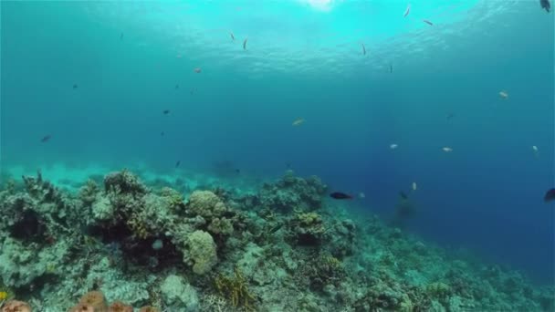 Monde Sous Marin Récif Corallien Avec Des Poissons Plongée Jardin — Video