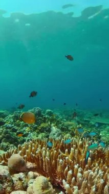 Tropik Mavi Su Renkli Balıklar. Tropik sualtı balığı..