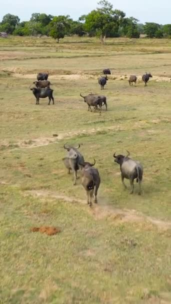 Veduta Aerea Buffalo Nella Riserva Animali Selvatici Dello Sri Lanka — Video Stock