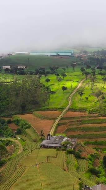 Widok Lotu Ptaka Sadzonkami Plantacjami Herbaty Zboczach Gór Sri Lanka — Wideo stockowe