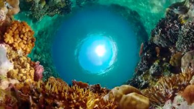 Coral reef and tropical fishes. The underwater world. Underwater colorful tropical coral reef seascape.