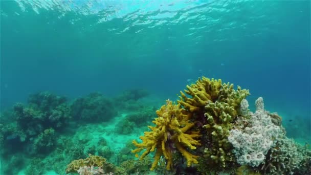 Tropical Seascape Subwater Life Peixes Subaquáticos Tropicais Filipinas — Vídeo de Stock