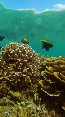 Tropikal balıklar ve mercan resifleri dalgıçlık yapıyor. Mercanlar ve balıklarla dolu güzel sualtı dünyası.