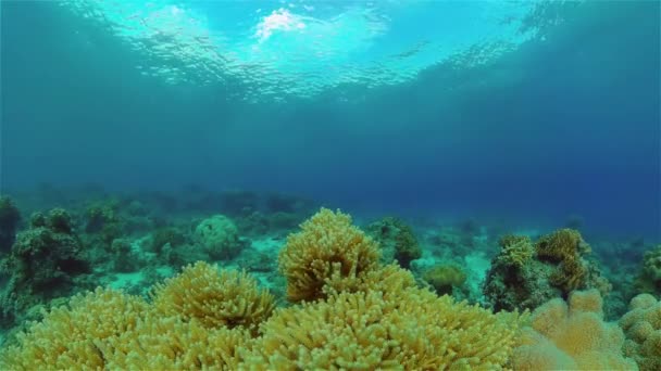 热带五彩斑斓的海底世界 有着五彩斑斓的鱼和珊瑚礁 菲律宾 — 图库视频影像