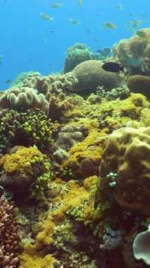 Tropikal balıklar ve mercan resifleri dalgıçlık yapıyor. Mercanlar ve balıklarla dolu güzel sualtı dünyası.